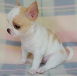 READY CHIHUAHUA Puppies for Sale,