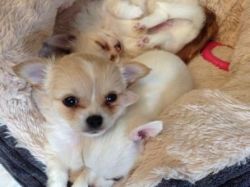 chihuahua puppies for sell male and female