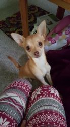 Female pure bred Chihuahua