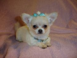 Micro Tiny Kc Reg Cream Chihuahua Male Puppy