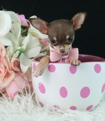 Gorgeous Tiny Chihuahua Puppies