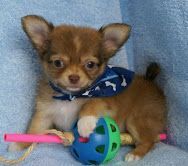 Chihuahua mini mini toy