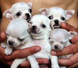 Xmas Chihuahua Puppy Chihuahua Puppies