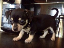 Gorgeous Tiny Chihuahua Boy Ready Now