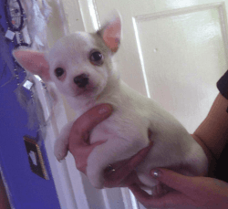 Boy Chihuahua Puppy