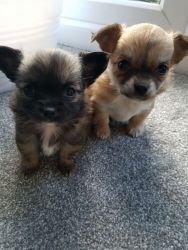 Very Tiny Kc Chihuahua Boys