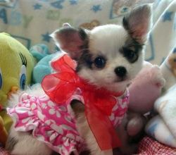 beautiful temperament male Chihuahua puppies for sale.