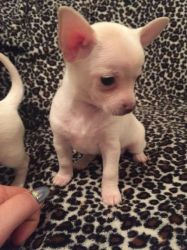 Stunning Chihuahua Pedigree Pups