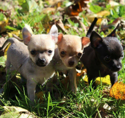 Tea Cup Chihuahua Puppies