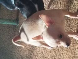 Adorable Chihuahua/Boston Mix Puppy