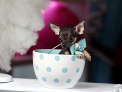 Super cute teacup puppies