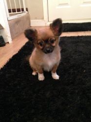 Beautiful Boy Chihuahua