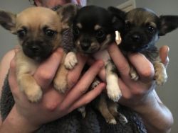 Stunning Chihuahua Babies To Reserve