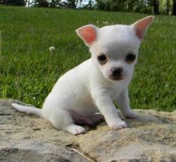 CKC Reg and Healthy chihuahua puppies ready now