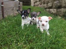 Chihuahua Puppies for sale very affordable