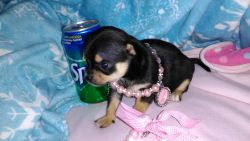 Registered female apple head Chihuahua puppy