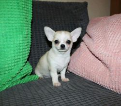 Very Tiny Kc Chihuahua pups