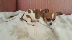 8 week old Chihuahua puppy