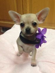 Beautiful Full Pedigree Tiny Chihuahua