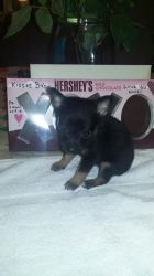 Tiny teacup Chihuahua puppies for sale