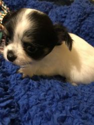 Chihuahua Male and female puppies for sale