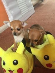 Adorable Smoth Coat Chihuahua Pups