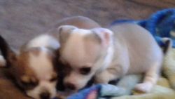 2 Male Chihuahua Puppies