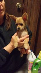 Yorkie chihuahua and papillon mix puppies