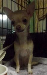 Female smooth coat chihuahua 8 mos. old