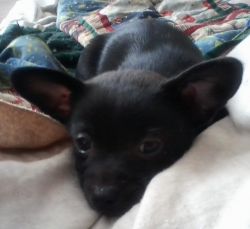 Spunky Chihuahua Pup (Male)