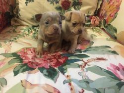 4 Smooth Coat Chihuahua Puppies