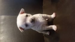 Chihuahua puppy Olaf