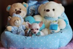 BEAUTIFUL TEACUP PUPPIES! MUST SEE!!!!