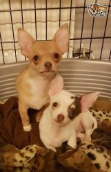 Adorable Chihuahua girl and boy for adoption contact us at (xxx)xxx-x