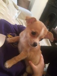 Chihuahua female pup 12 weeks old