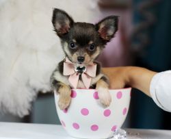 Must see tiny beautiful teacup puppies!!