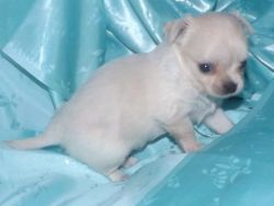 AKC register chihuahua puppies for sale both male and female