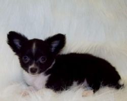 chihuahua puppies ready now for sale and have papers