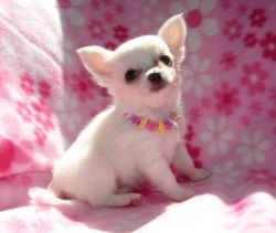Super cute white teacup chihuahua.ready for their forever home