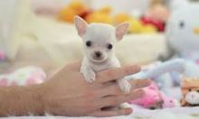 Gifted Kids Companion Chihuahua Puppies