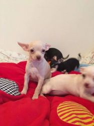 Chihuahua Babies