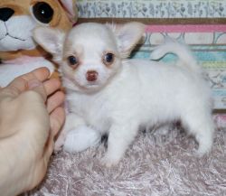 12 weeks old female Chihuahua puppy for sale