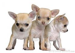 Intelligent Chihuahua puppies