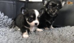 Stunning Kc Reg Long Coat Chihuahua Pups for sale
