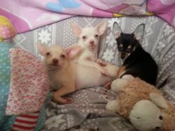Chihuahua Babies ready for sale