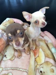 2 Beautiful Chihuahuas