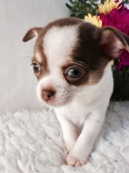 Kc Reg White & Choc Chihuahua For Sale