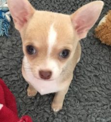 Chihuahua Kc Registered Puppies (boys) ready for sale