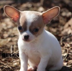 Admirable male and female chihuahua puppies ready for sale