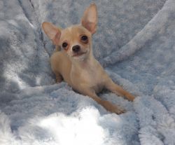 Tiny AppleHead Chihuahua Male